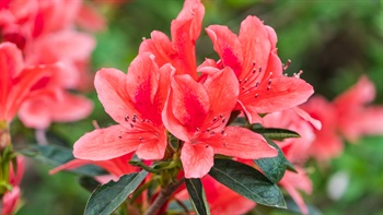 <i>Rhododendron simsii</i> (Red Azalea)